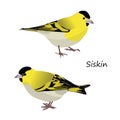 Eurasian siskin isolated on white background